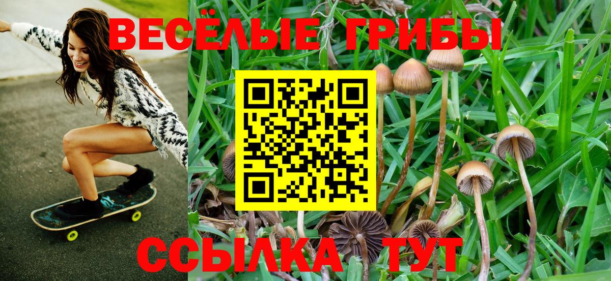 Псилоцибиновые грибы Psilocybe Вязники